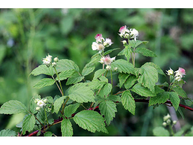 Rubus occidentalis (Black raspberry) #73236
