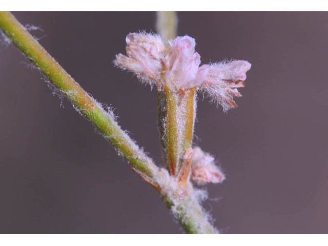 Eriogonum dasyanthemum (Chaparral buckwheat) #51652