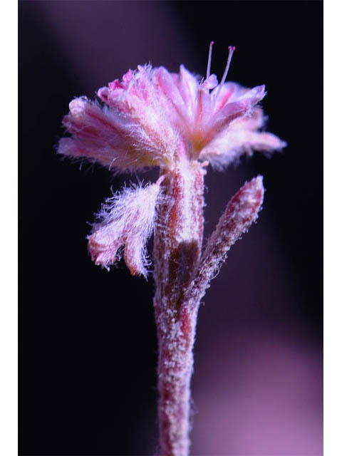Eriogonum dasyanthemum (Chaparral buckwheat) #51653