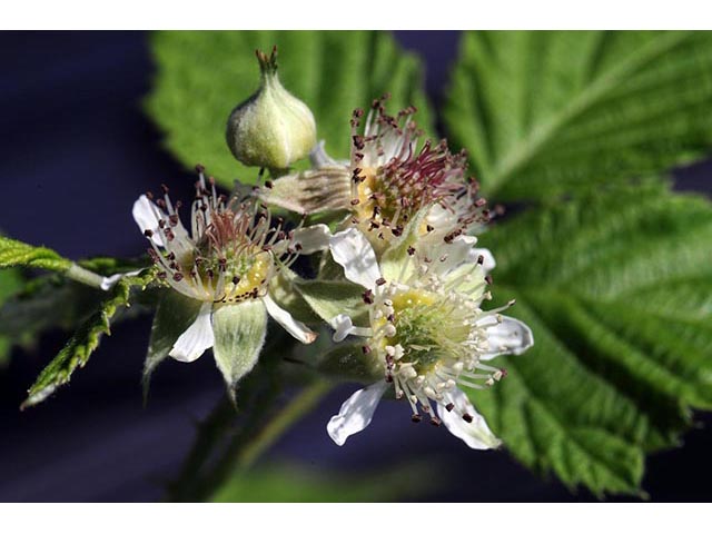 Rubus occidentalis (Black raspberry) #73255