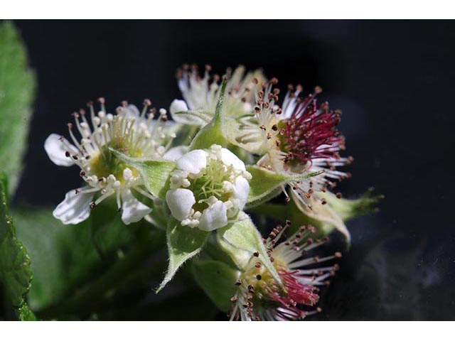Rubus occidentalis (Black raspberry) #73257