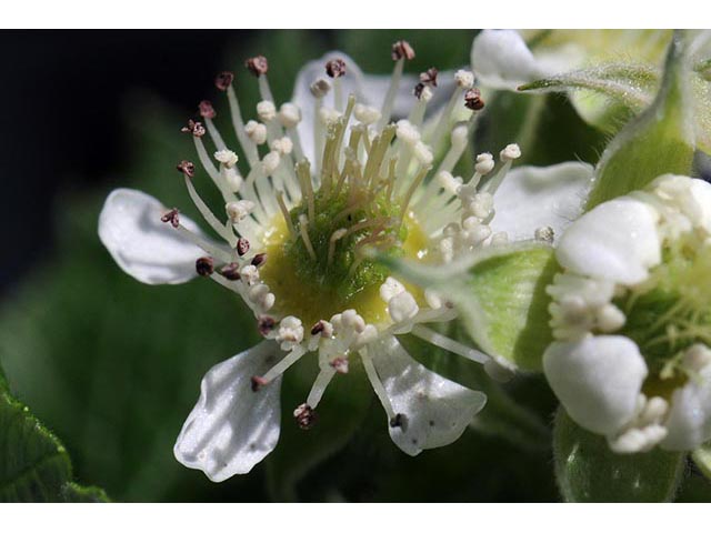 Rubus occidentalis (Black raspberry) #73259