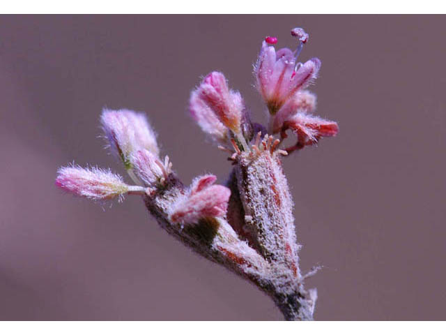Eriogonum dasyanthemum (Chaparral buckwheat) #51656