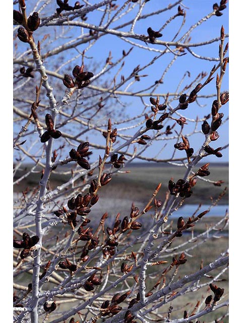 Populus angustifolia (Narrowleaf cottonwood) #73304