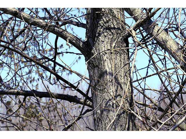 Populus deltoides (Eastern cottonwood) #73309