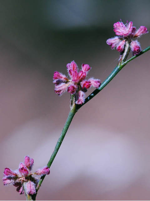 Eriogonum dasyanthemum (Chaparral buckwheat) #51660