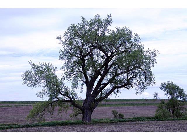 Populus deltoides ssp. monilifera (Plains cottonwood) #73327