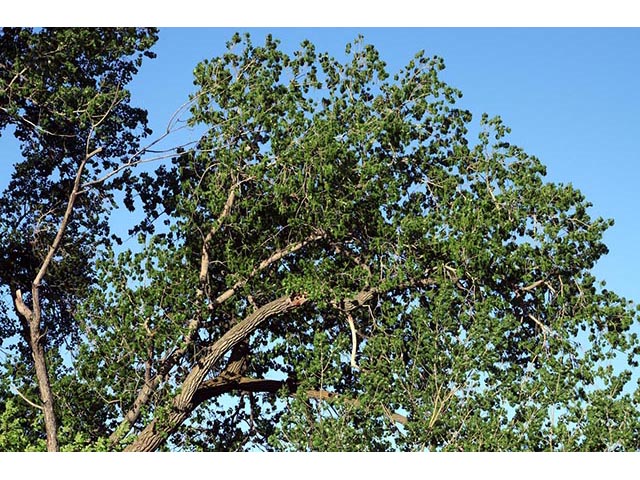 Populus deltoides ssp. monilifera (Plains cottonwood) #73330