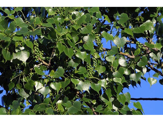 Populus deltoides ssp. monilifera (Plains cottonwood) #73339
