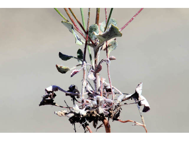 Eriogonum dasyanthemum (Chaparral buckwheat) #51663