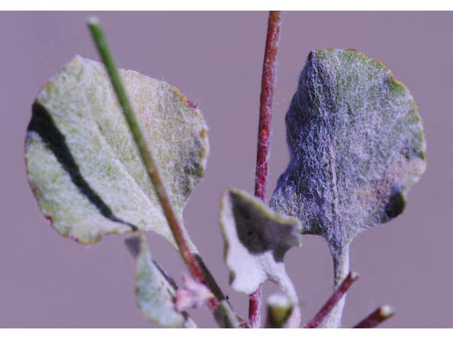 Eriogonum dasyanthemum (Chaparral buckwheat) #51664