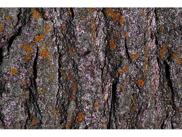 Populus deltoides ssp. monilifera (Plains cottonwood) #73358