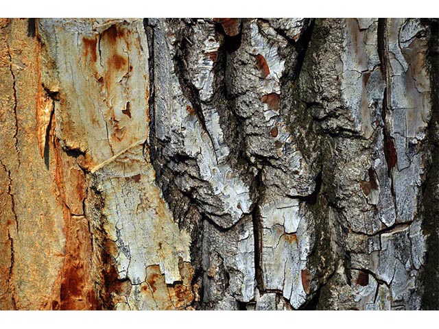 Populus deltoides ssp. monilifera (Plains cottonwood) #73365