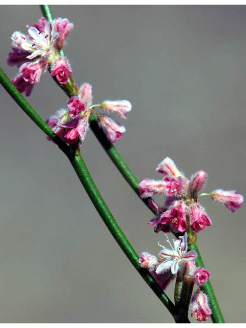 Eriogonum dasyanthemum (Chaparral buckwheat) #51667