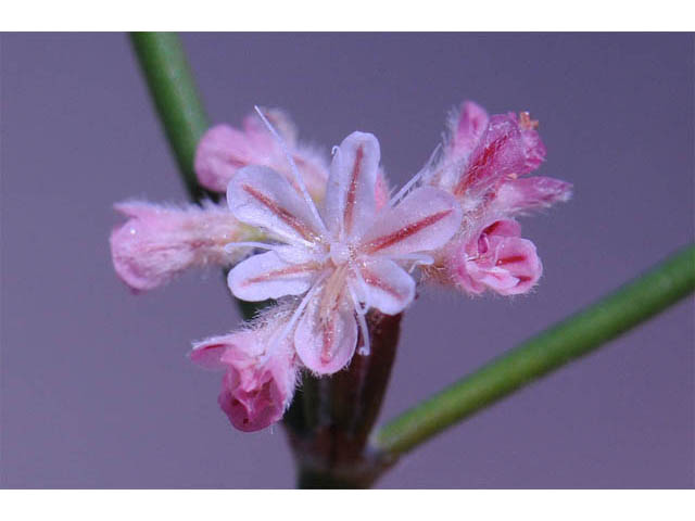 Eriogonum dasyanthemum (Chaparral buckwheat) #51672