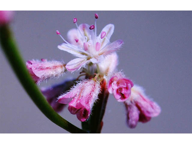 Eriogonum dasyanthemum (Chaparral buckwheat) #51673