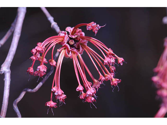 Acer rubrum (Red maple) #73465