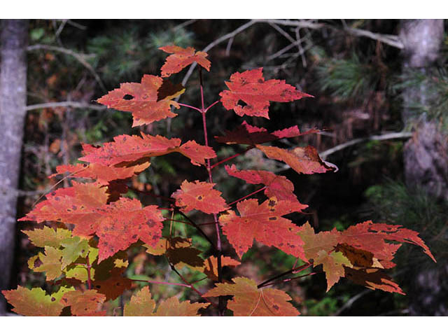 Acer rubrum (Red maple) #73487