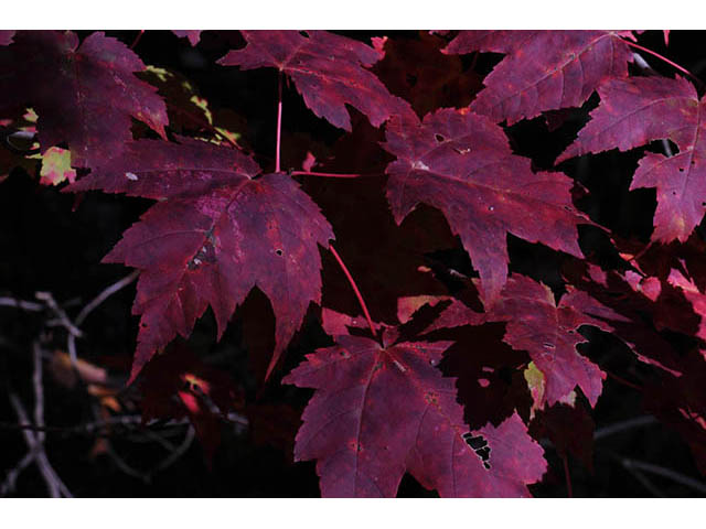 Acer rubrum (Red maple) #73491