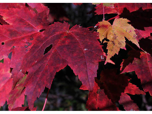 Acer rubrum (Red maple) #73494