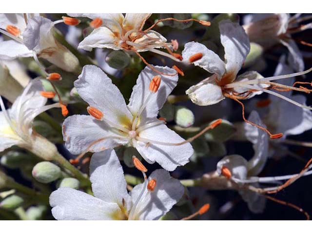 Aesculus californica (California buckeye) #73507