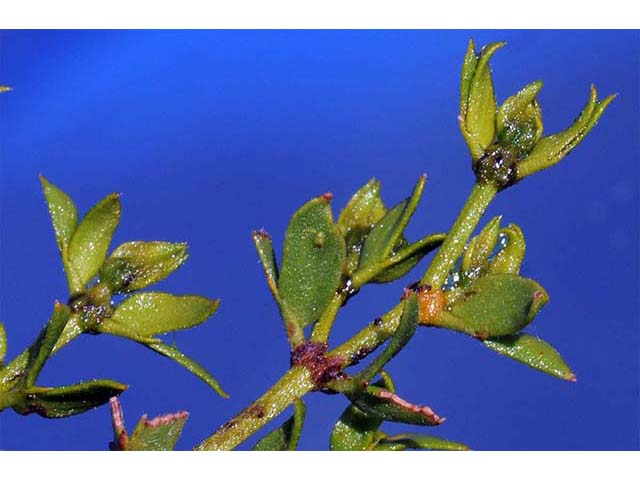 Larrea tridentata var. tridentata (Creosote bush) #73643