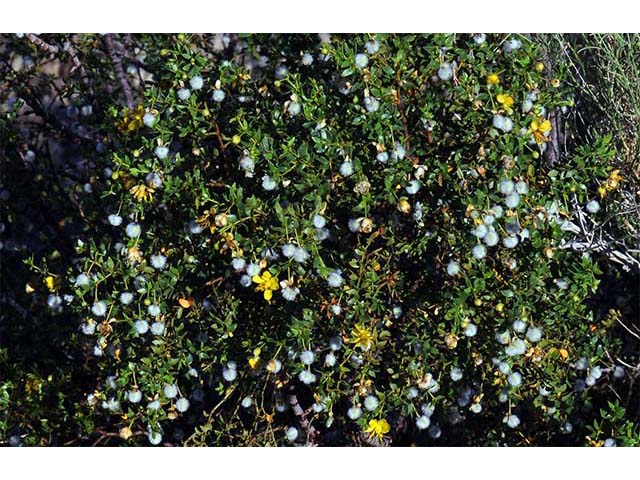 Larrea tridentata (Creosote bush) #73667