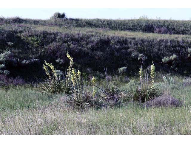 Yucca glauca (Soapweed yucca) #73678