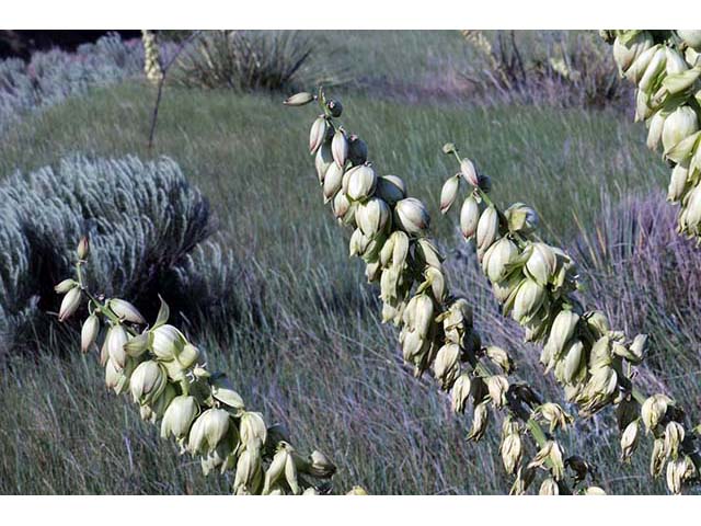 Yucca glauca (Soapweed yucca) #73682