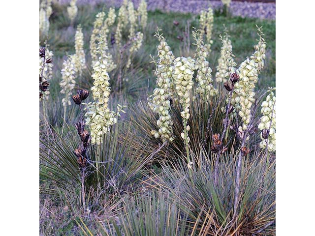 Yucca glauca (Soapweed yucca) #73694