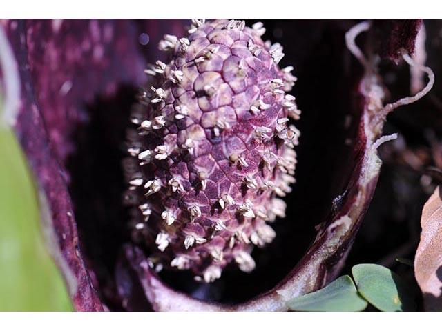 Symplocarpus foetidus (Skunk cabbage) #73787