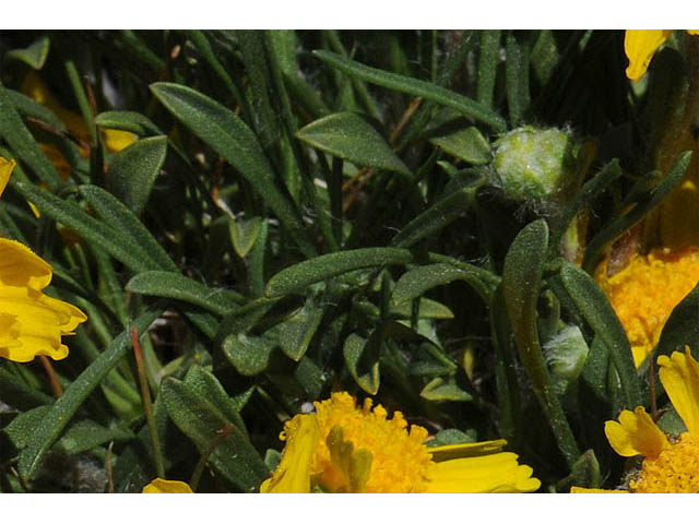 Tetraneuris acaulis var. arizonica (Arizona four-nerve daisy) #73796