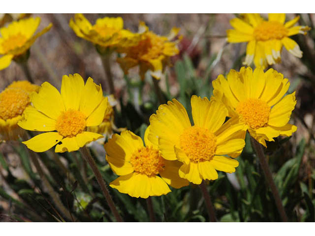 Tetraneuris acaulis var. arizonica (Arizona four-nerve daisy) #73801
