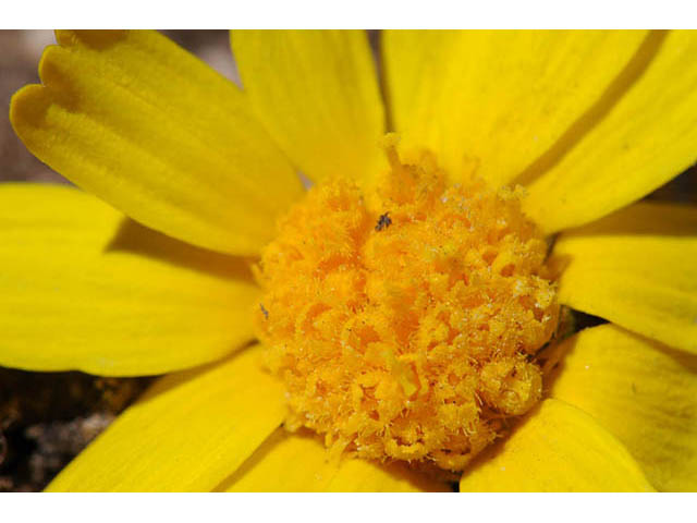 Tetraneuris acaulis var. arizonica (Arizona four-nerve daisy) #73803