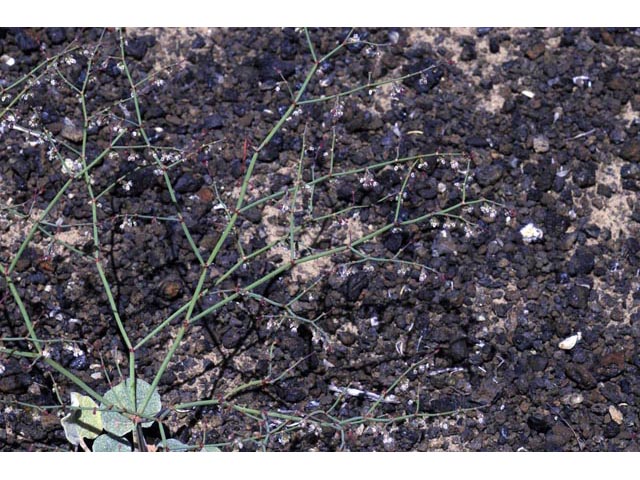 Eriogonum deflexum var. nevadense (Nevada buckwheat) #51747