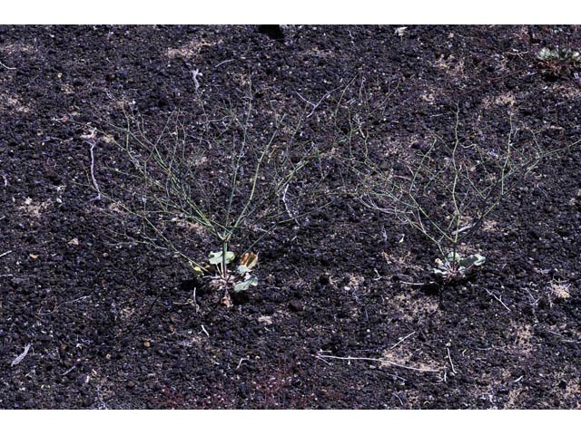 Eriogonum deflexum var. nevadense (Nevada buckwheat) #51749