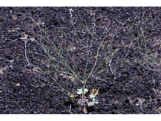 Eriogonum deflexum var. nevadense (Nevada buckwheat) #51750