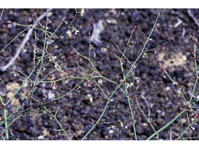 Eriogonum deflexum var. nevadense (Nevada buckwheat) #51751