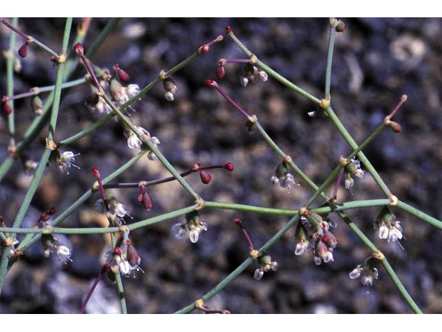 Eriogonum deflexum var. nevadense (Nevada buckwheat) #51752