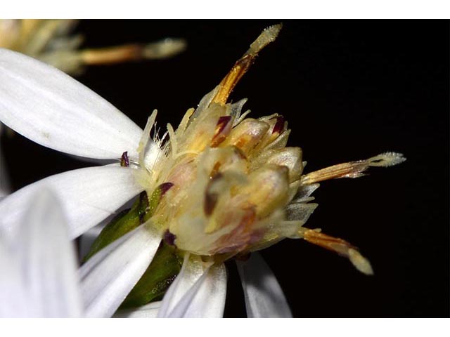 Symphyotrichum cordifolium (Broad-leaved aster) #74253