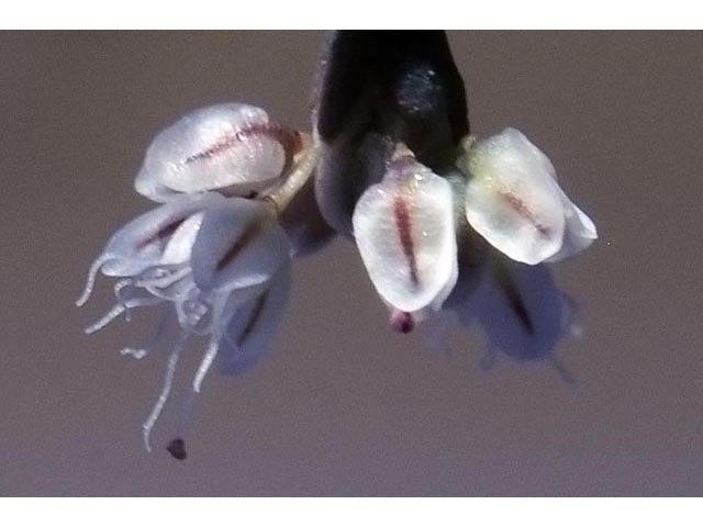 Eriogonum deflexum var. nevadense (Nevada buckwheat) #51756