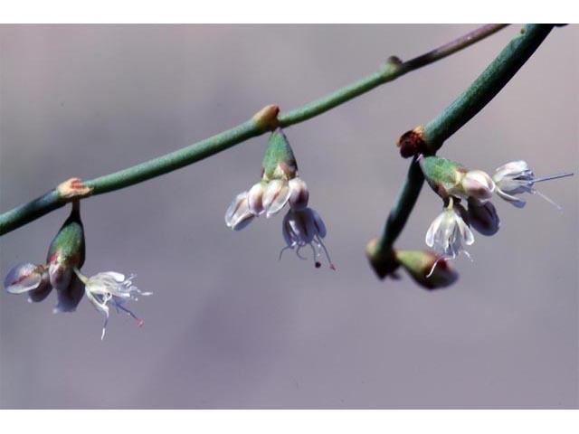Eriogonum deflexum var. nevadense (Nevada buckwheat) #51757