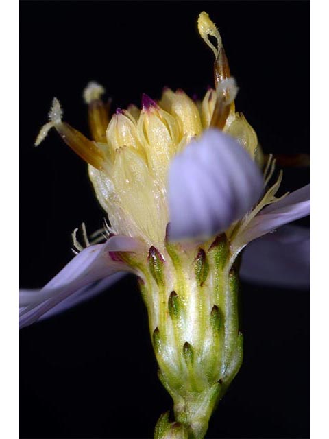 Symphyotrichum cordifolium (Broad-leaved aster) #74311