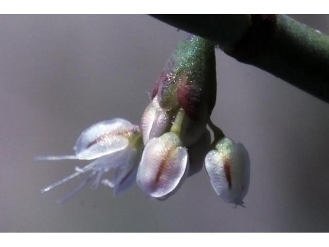 Eriogonum deflexum var. nevadense (Nevada buckwheat) #51760