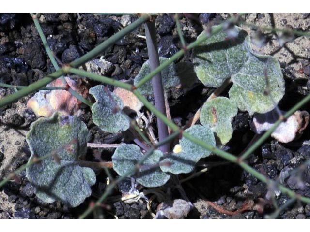 Eriogonum deflexum var. nevadense (Nevada buckwheat) #51762