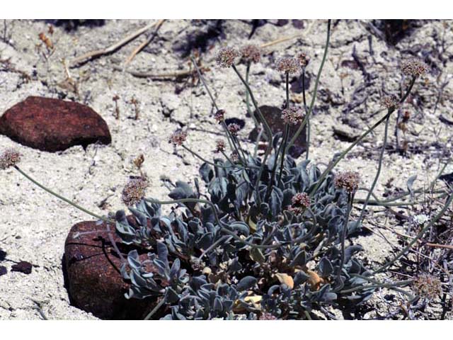 Eriogonum diatomaceum (Churchill narrows buckwheat) #51763
