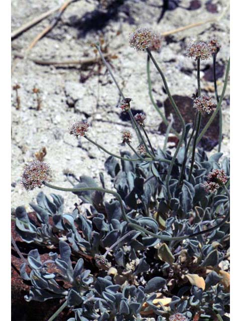 Eriogonum diatomaceum (Churchill narrows buckwheat) #51764