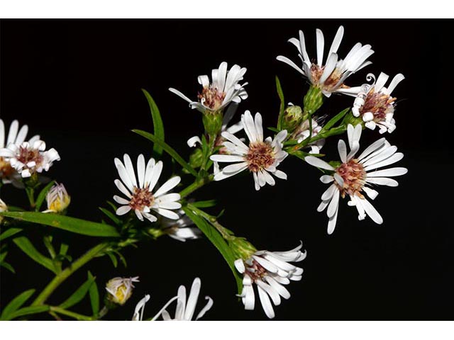 Symphyotrichum lanceolatum ssp. lanceolatum (White panicle aster) #74359