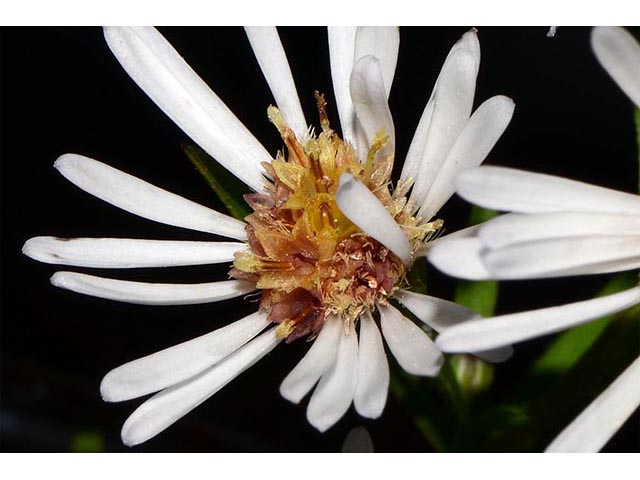 Symphyotrichum lanceolatum ssp. lanceolatum (White panicle aster) #74364