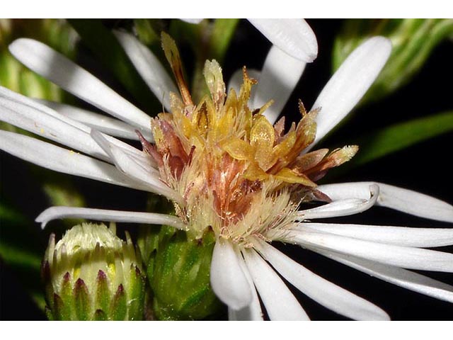 Symphyotrichum lanceolatum ssp. lanceolatum (White panicle aster) #74386
